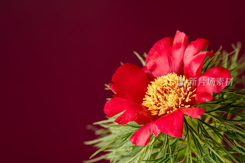 草原牡丹(Paeonia tenuifolia)花特写